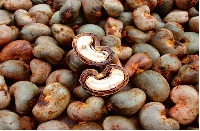File photo of cashew seeds