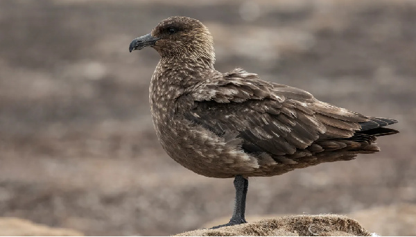 The first cases of Highly Pathogenic Avian Influenza have been confirmed in skua populations