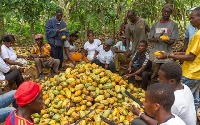 File photo: Cocoa farmers