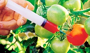GMO tomatoes.     File photo.