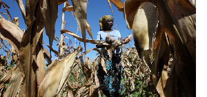 imbabwe has brought back a ban on maize imports to boost local farmers, and has grown enough of its