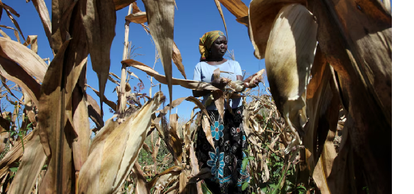 imbabwe has brought back a ban on maize imports to boost local farmers, and has grown enough of its