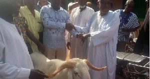 A cattle to be slaughtered to mark the end of the fasting