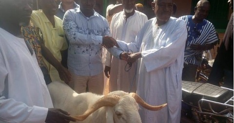 A cattle to be slaughtered to mark the end of the fasting