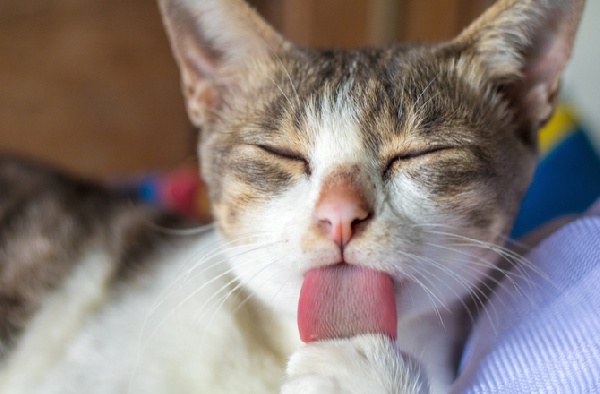 According to the FDA, the urine and faeces of cats could contaminate the products in the shop
