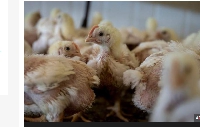 More than two million chickens have died so far in South Africa's avian flu outbreak