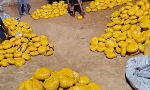 Photo of the parcels of leaves suspected to br Indian Hemp