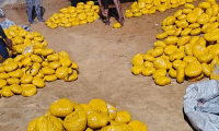 Photo of the parcels of leaves suspected to br Indian Hemp