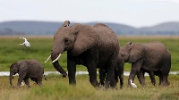 Botswana is home to about a third of the world's elephant population