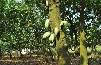 The system ensures consistency in the quality of cocoa sold both locally and internationally