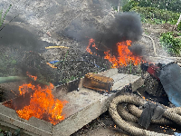 The destruction has led to reduced yields, tree uprooting, and premature death of rubber trees