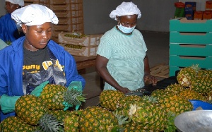 Pineapple Farmers