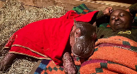 The baby hippo has stayed close to its keepers