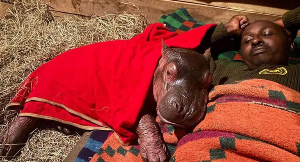 The baby hippo has stayed close to its keepers