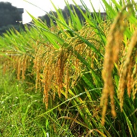 The farmers will learn new methods of rice production