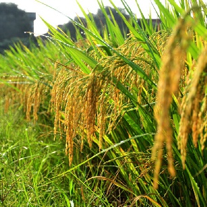 New products and technologies for improved rice production was introduced at the seminar