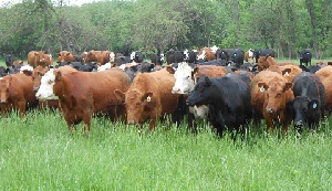 Cattle42