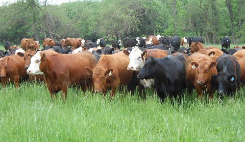 Cattle File photo