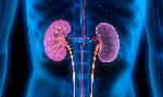 Photo of kidneys