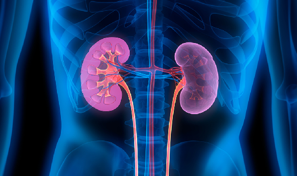 Photo of kidneys
