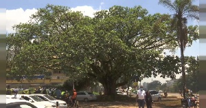 The tree had been marked for cutting down to make way for a highway