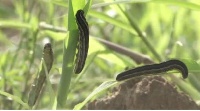 The first time farmers in Ghana saw the Fall Armyworm invasion was in 2016