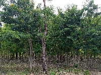 File photo of a plantation