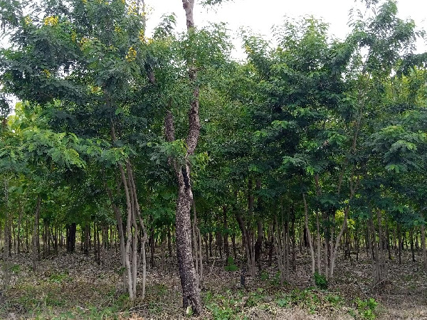 File photo of a plantation