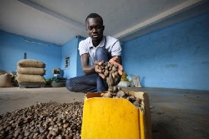 Ivory Coast Cashew Reuters