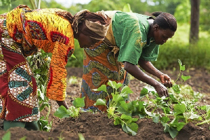 File photo of women farming