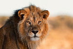 World Lion Day: Lions and communities face a growing struggle to coexist