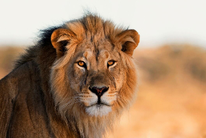 A pride of lions lounges in the savannah of the Maasai Mara in Narok, Kenya