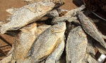 File photo of Koobi