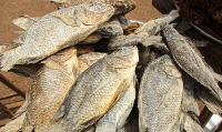 File photo of Koobi