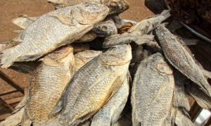 File photo of Koobi