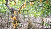 COCOBOD is to undertake a rehabilitation of cocoa farms in the country