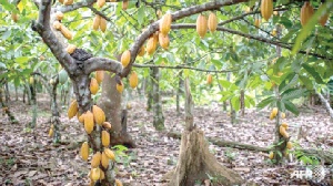 A cocoa farm