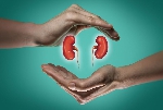 An AI generated picture of a kidney