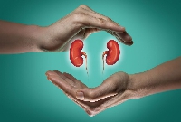 An AI generated picture of a kidney