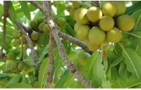 A typical shea tree in Northern Ghana