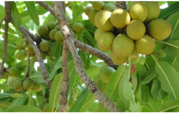 A typical shea tree in Northern Ghana