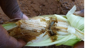 Armyworms have invaded and destroyed farms in Ghana