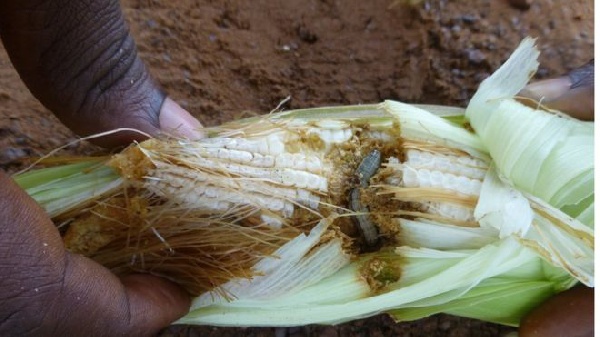 Armyworms have invaded and destroyed farms in Ghana