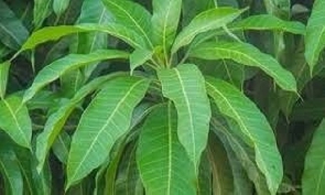 Mango leaves