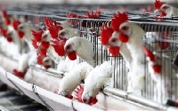 Earlier this year, the bird influenza hit Cameroon, posing a threat to the poultry industry.