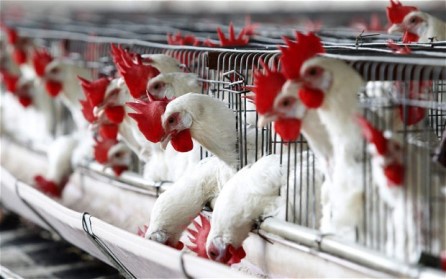 Ghana recorded its first case Bird Flu in 2015