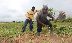 File photo: Farmers cultivating sweet potatoes