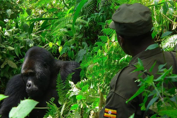 A game ranger is pictured near a mountain gorilla in Bwindi Impenetrable Forest National Park