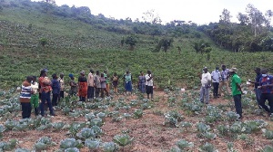 CSIR CRI Organizes Field Visit To Cabbage Research Trial Sites