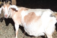 Pregnant goat (file photo)